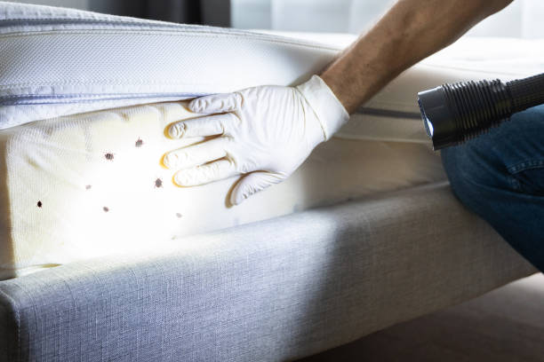 Best Ant Control Services  in North Syracuse, NY