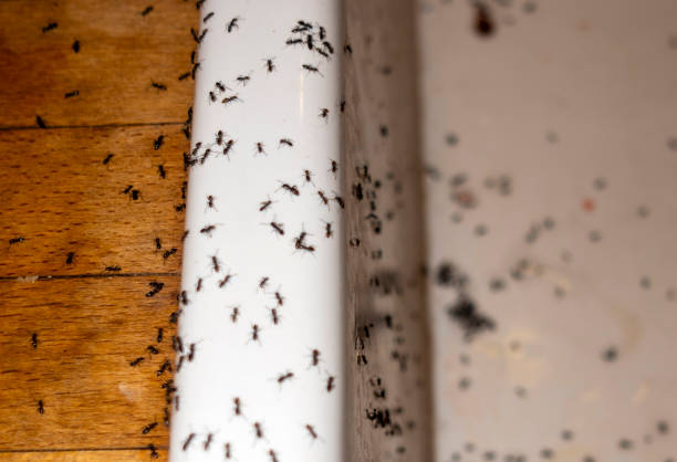  North Syracuse, NY Pest Control Pros