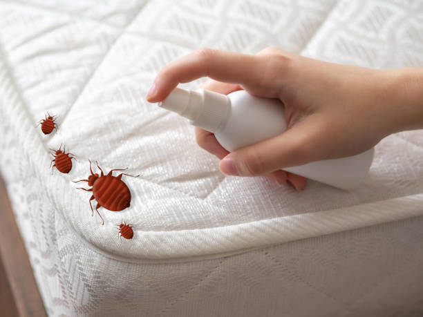 Best Bed Bug Extermination  in North Syracuse, NY