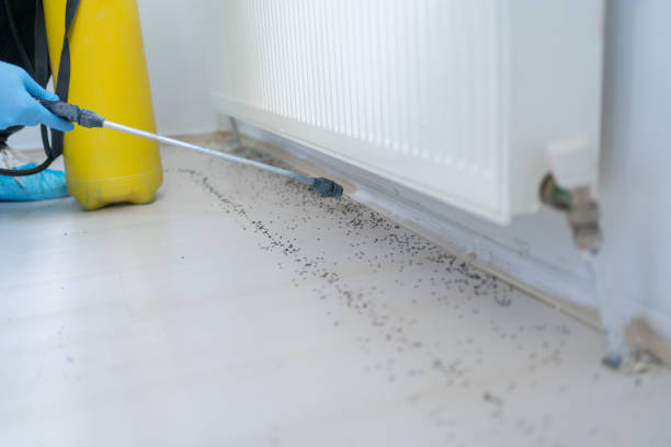 Best Termite Control Services  in North Syracuse, NY